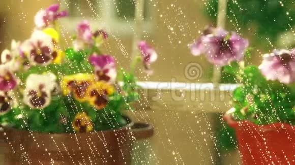 夏雨中的盆花和堇花视频的预览图