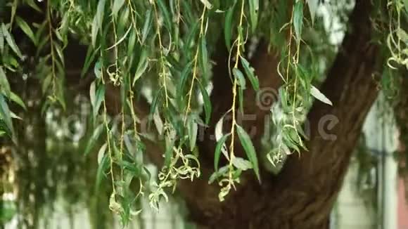 垂垂的柳树摇曳的树枝风中的绿叶视频的预览图