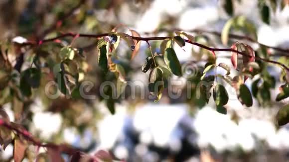 特写干燥的冻叶在树枝上下着雪冬天霜冻下雪晴天视频的预览图