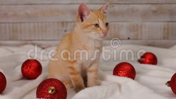 可爱的姜猫坐在红色圣诞球装饰品中间视频的预览图