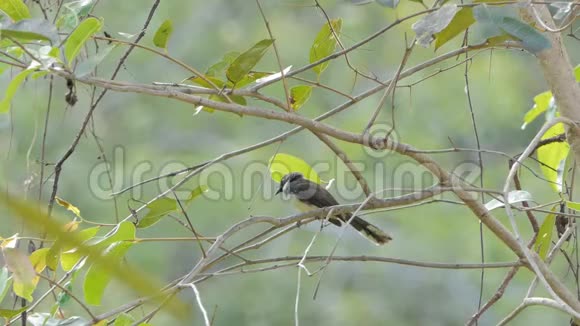 捕蝇鸟在热带雨林的树枝上视频的预览图