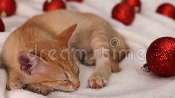 可爱的姜猫睡在红色圣诞球之间视频的预览图