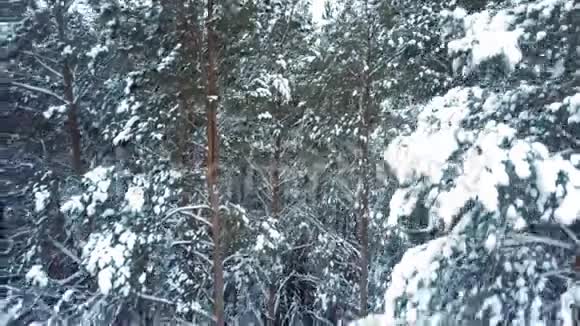 裸露的松树树干覆盖着白色的雪衣视频的预览图