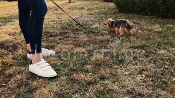 日落时分一个女孩和她的约克郡猎犬在公园里低角度拍摄视频的预览图