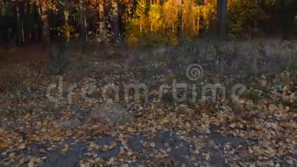 秋天的颜色视频的预览图