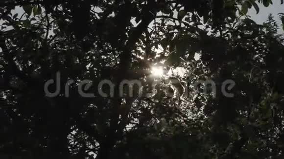 树枝后面阳光灿烂视频的预览图