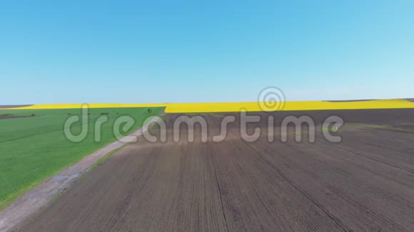 黄卡诺拉油田空中无人机视野采收黄花菜籽油籽视频的预览图