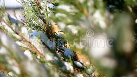 冬天霜冻下雪晴天特写镜头永远是绿色的Thuja灌木丛在花园的花坛上藏在厚厚的一层下面视频的预览图