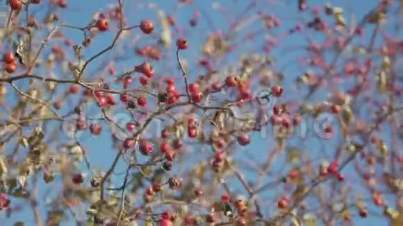 红山楂浆果在光秃秃的树枝上没有叶子对着天空在寒冷的早晨红山楂浆果视频的预览图