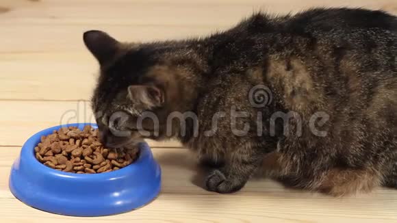 禁忌猫吃猫粮视频的预览图