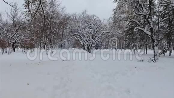 4K美丽的冬天树木的镜头与无人机站成一条线视频的预览图