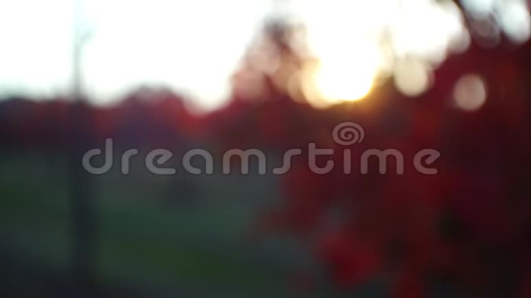 兰布鲁斯科葡萄园在五彩缤纷的秋天视频的预览图