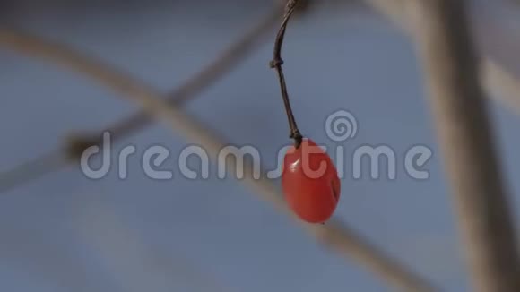 冬天干树上的小红浆果视频的预览图