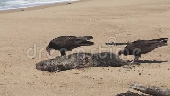 土耳其秃鹫在海滩上以海獭为食视频的预览图