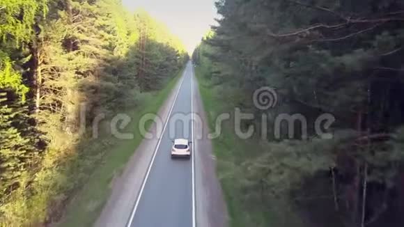 在老松树之间的道路上可以看到白色汽车视频的预览图
