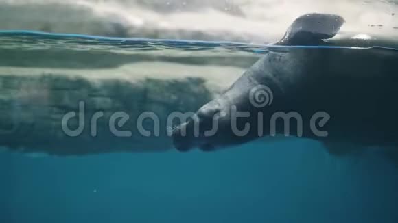 海洋馆水下可爱的毛皮海豹在海洋馆观看海豹视频的预览图