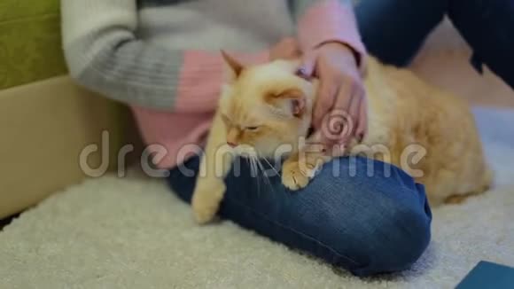 巨大的白色红猫躺在坐在地毯上抚摸猫的女人的腿上视频的预览图