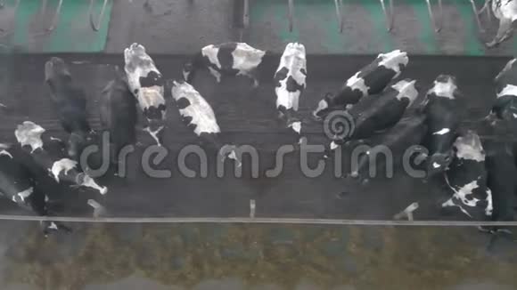家养的奶牛站在一个大路边吃着俯视着视频的预览图