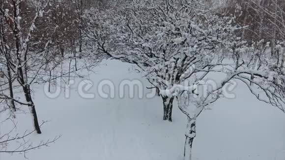 4K冬季公园顶部的镜头树枝上覆盖着毛茸茸的雪视频的预览图
