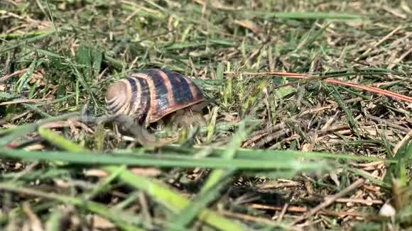 蜗牛在绿草上爬行动作快时光流逝视频的预览图