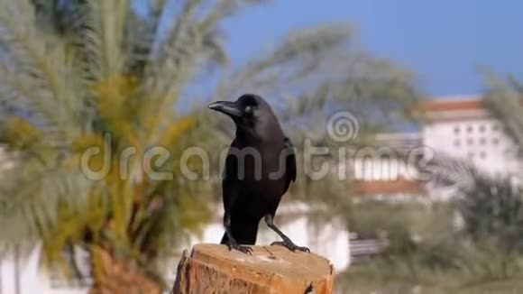 埃及乌鸦坐在酒店和棕榈树背景上的树枝上慢动作视频的预览图