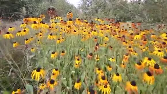 一片草地上的黄色花朵视频的预览图
