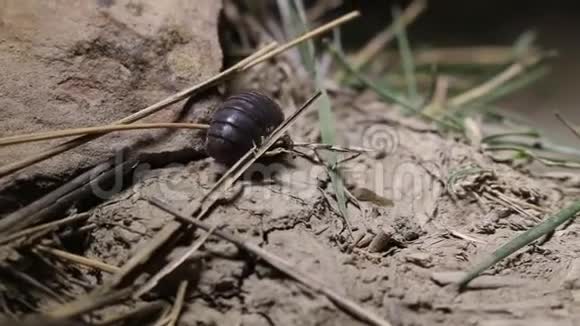 克里米亚陆地上的甲壳虫木虱视频的预览图