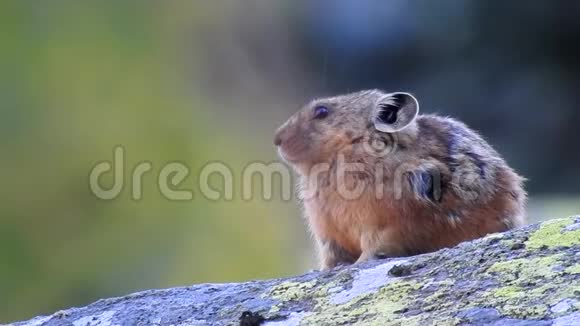沙鼠小老鼠坐在石头上视频的预览图