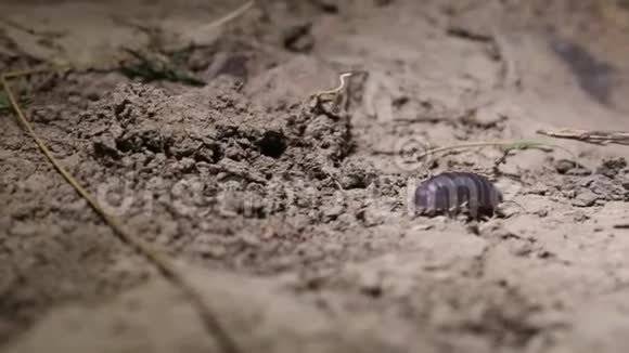 克里米亚陆地上的甲壳虫木虱视频的预览图