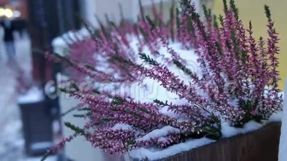 紫罗兰红色的花用雪粉装在木箱里4K视频视频的预览图