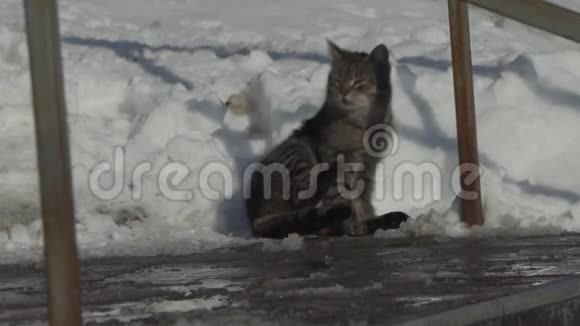院子里的猫在冬天的阳光下洗澡视频的预览图