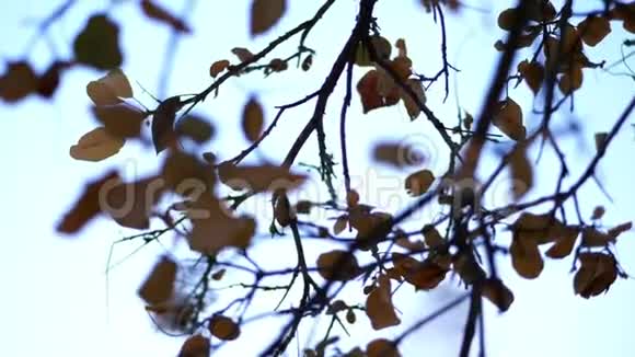 特写镜头映衬着蓝天一棵树的枝条上泛黄枯叶晚秋视频的预览图