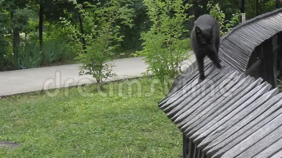 黑猫上篱笆视频的预览图