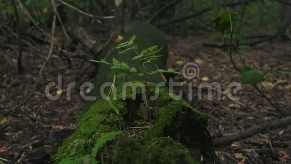 从苔藓中生长的孤树的静态视频侧视视频的预览图