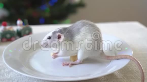 一只老鼠坐在白色盘子里吃奶酪新年背景装饰视频的预览图