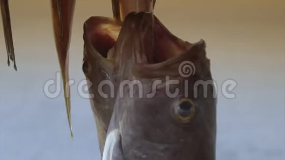 新鲜邦戈沙德鱼展示出售科纳克里视频的预览图