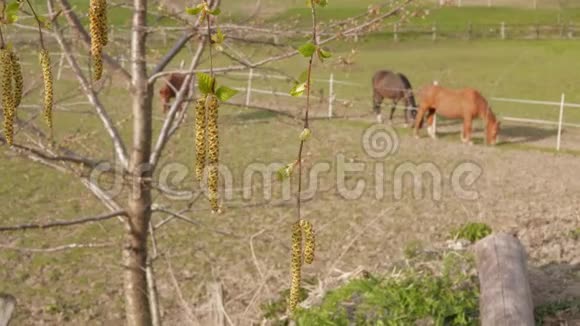 春天的概念桦树树枝和两匹马视频的预览图