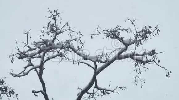暴风雪和冬树灰色的天空视频的预览图