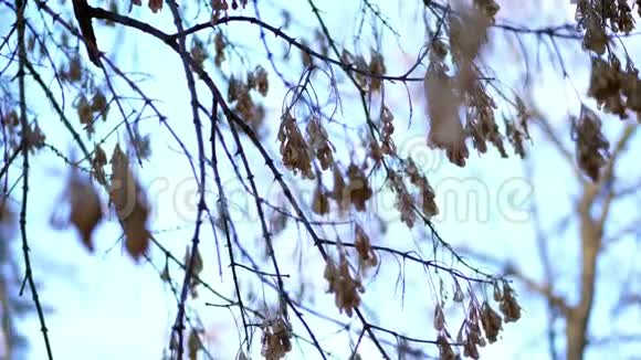 特写枫枝无叶裸枝无叶树枝上挂着的干种子视频的预览图