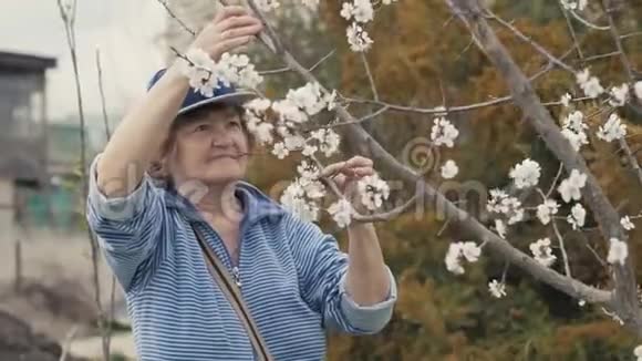 在果园里做花园工作时一位看着盛开的苹果树的老妇人视频的预览图