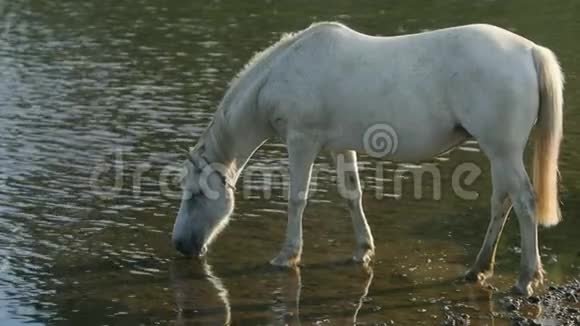 白马在河边吃草站在岸边喝水视频的预览图