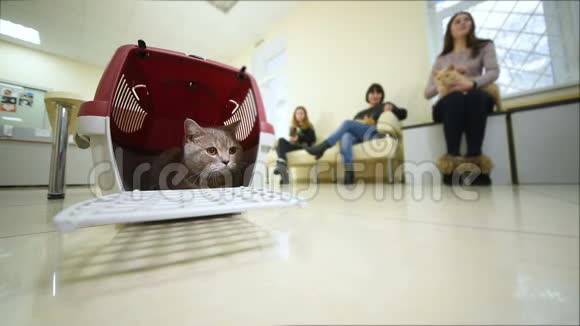 在兽医诊所的背景下漂亮的猫坐在动物篮子里视频的预览图