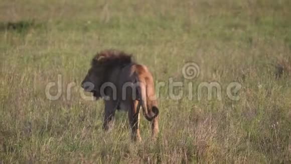 在草原野生动物中拥有美丽鬃毛的成年非洲狮子视频的预览图