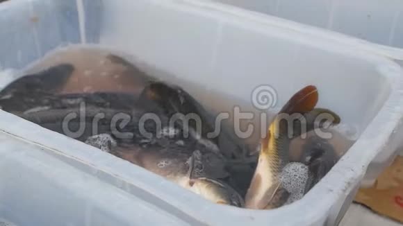 鱼鲤鱼在市场上出售特写慢莫视频的预览图
