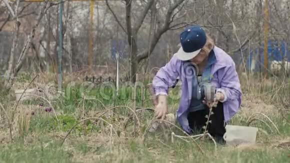 园艺女工在农村花园地上移栽花苗视频的预览图