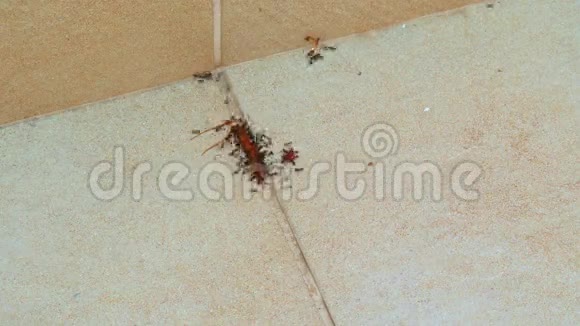 蚂蚁吃蜈蚣视频的预览图