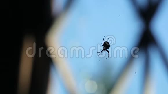 白天蜘蛛挂在蜘蛛网上靠在窗户上视频的预览图