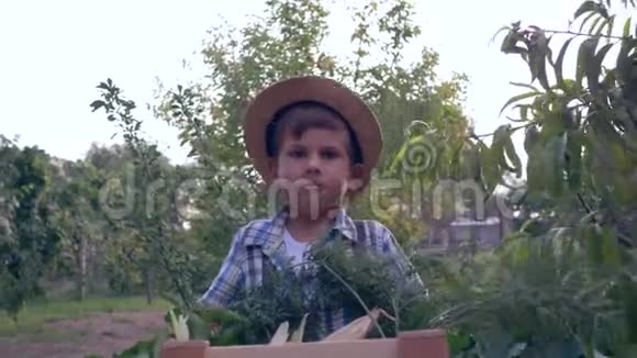 秋天的收获戴草帽的小男孩在花园的背景上带着一个装有不同新鲜蔬菜的木箱视频的预览图