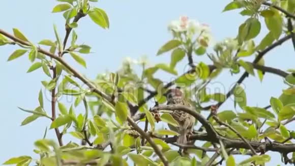 棕色的鸟坐在刚开花的树上视频的预览图