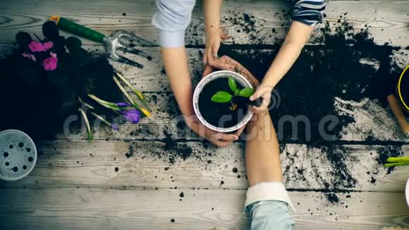 这个男孩帮助父母种植幼苗双手特写夏日时光视频的预览图